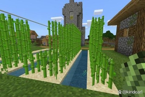 我的世界怎么种竹子[图2]